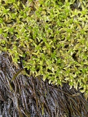 Sphagnum platyphyllum