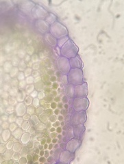 Sphagnum platyphyllum