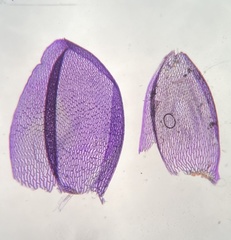 Sphagnum platyphyllum