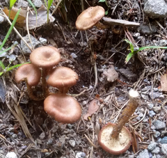 Bonomyces