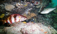 Hypoplectrodes nigroruber