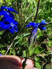 Gentiana bavarica