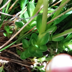 Gentiana bavarica