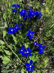 Gentiana bavarica