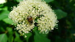 Trichiotinus affinis