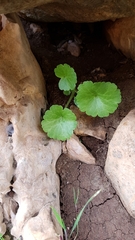 Umbilicus intermedius