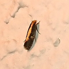 Monopis obviella