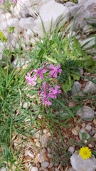 Silene aegyptiaca