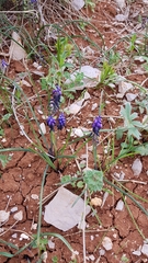 Muscari inconstrictum