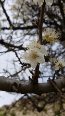 Prunus ursina