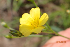 Linum thunbergii