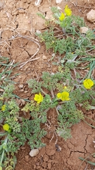 Ranunculus millefolius