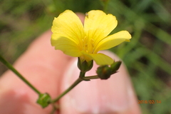 Linum thunbergii