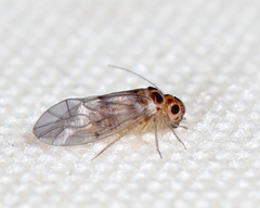 Peripsocus madidus