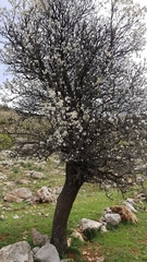 Prunus ursina