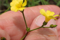Linum thunbergii