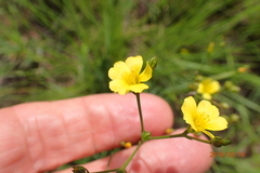 Linum thunbergii