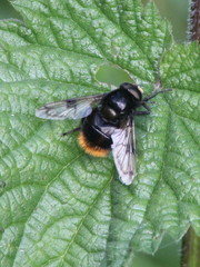 Volucella bombylans