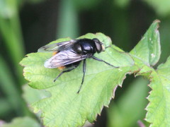 Volucella bombylans