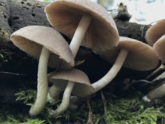 Coprinopsis melanthina