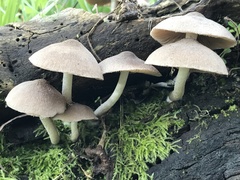 Coprinopsis melanthina