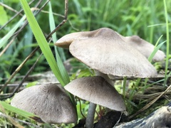Coprinopsis melanthina