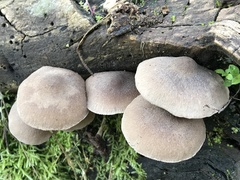 Coprinopsis melanthina