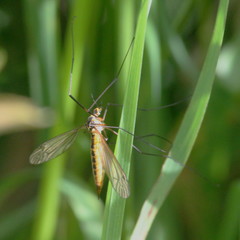 Nephrotoma flavescens