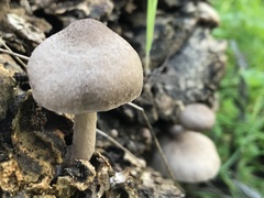 Coprinopsis melanthina