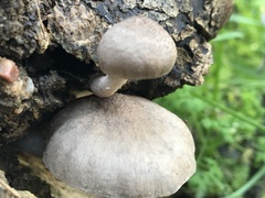 Coprinopsis melanthina