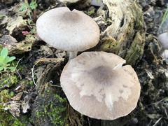Coprinopsis melanthina
