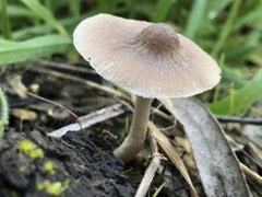 Coprinopsis melanthina