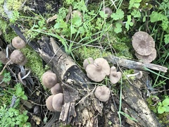 Coprinopsis melanthina