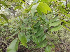 Juglans mollis