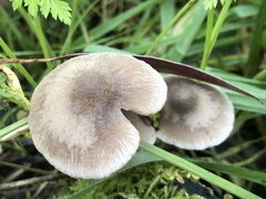 Coprinopsis melanthina