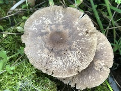 Coprinopsis melanthina