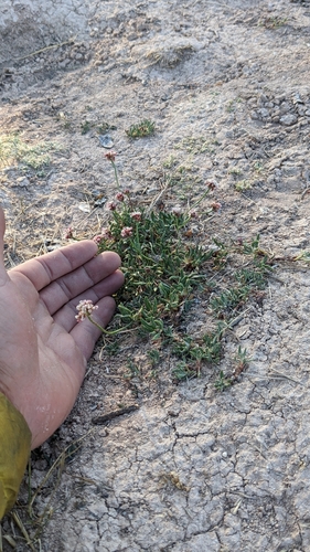 Image of Eriogonum panguicense by (c) Darrin Gobble, some rights reserved (CC BY)