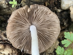 Coprinopsis melanthina