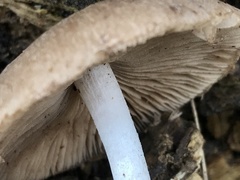 Coprinopsis melanthina