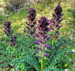 Acanthus syriacus