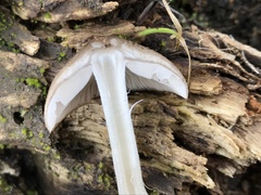 Coprinopsis melanthina