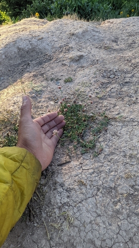 Image of Eriogonum panguicense by (c) Darrin Gobble, some rights reserved (CC BY)
