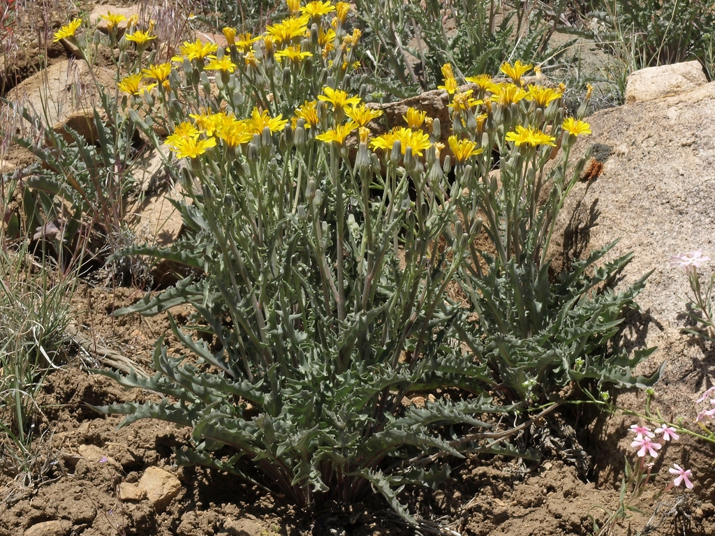 Western Hawksbeard