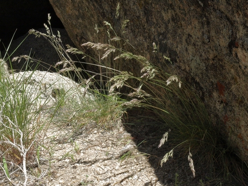 Poa fendleriana ssp. longiligula