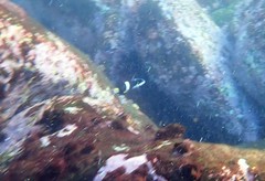 Thalassoma nigrofasciatum