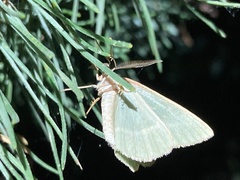Geometra papilionaria