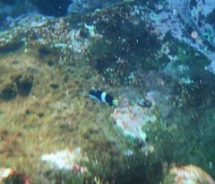 Thalassoma nigrofasciatum