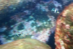 Thalassoma nigrofasciatum