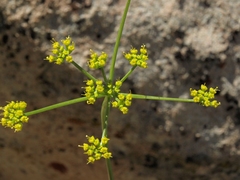 Cymopterus petraeus