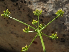 Cymopterus petraeus